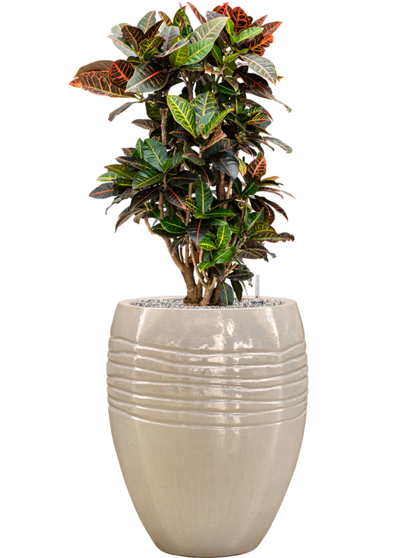 Croton (Codiaeum) variegatum 'Petra' in Traces Office Plant With Pot 117cm Height 30.5cm Dia