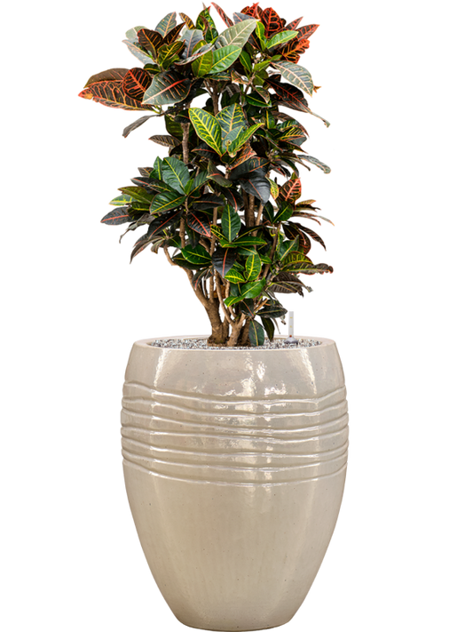 Croton (Codiaeum) variegatum 'Petra' in Traces Office Plant With Pot 117cm Height 30.5cm Dia