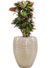 Croton (Codiaeum) variegatum 'Petra' in Traces Office Plant With Pot 117cm Height 30.5cm Dia