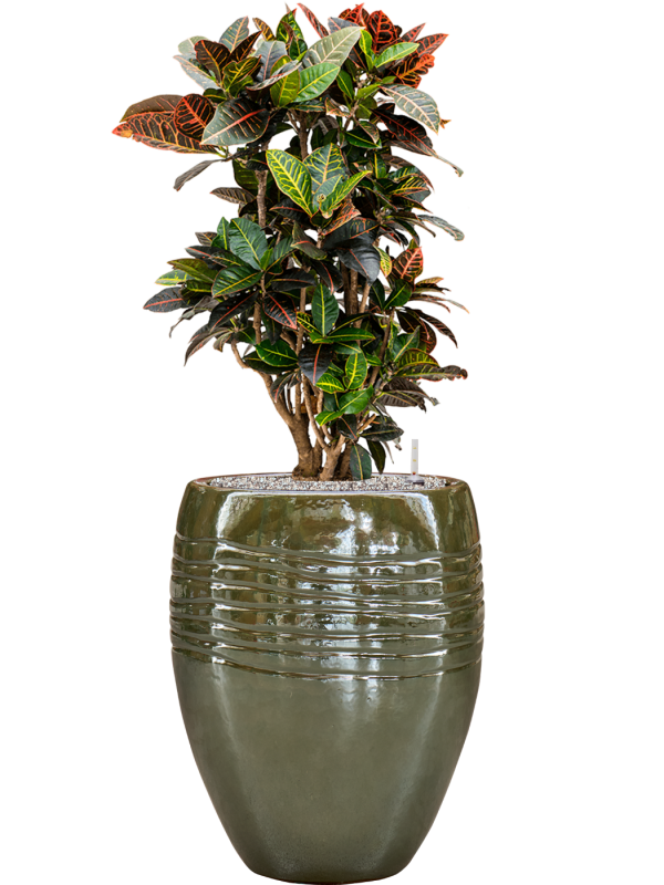 Croton (Codiaeum) variegatum 'Petra' in Traces Office Plant With Pot 118cm Height 30.5cm Dia