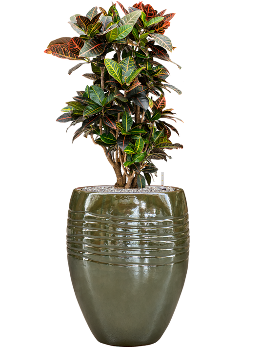 Croton (Codiaeum) variegatum 'Petra' in Traces Office Plant With Pot 118cm Height 30.5cm Dia