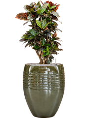 Croton (Codiaeum) variegatum 'Petra' in Traces Office Plant With Pot 118cm Height 30.5cm Dia