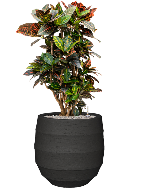 Croton (Codiaeum) variegatum 'Petra' in Bordo Office Plant With Pot 103cm Height 31.5cm Dia