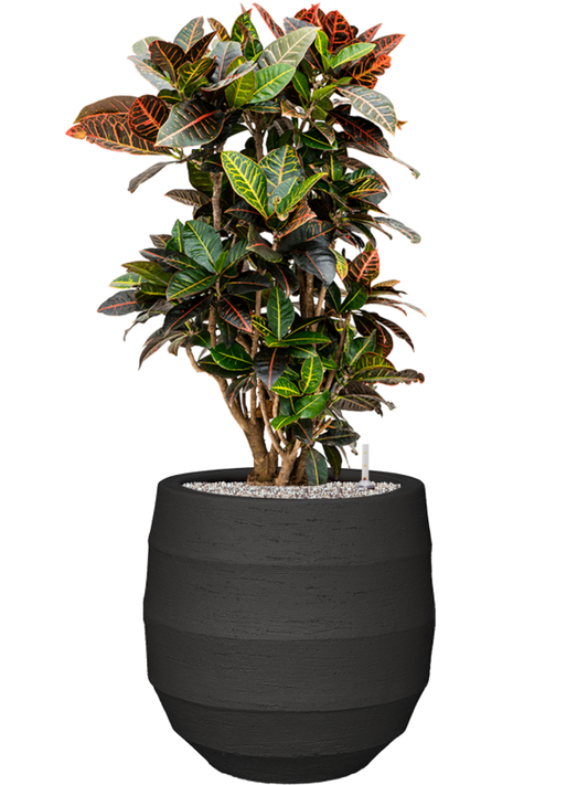 Croton (Codiaeum) variegatum 'Petra' in Bordo Office Plant With Pot 103cm Height 31.5cm Dia