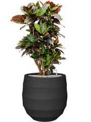 Croton (Codiaeum) variegatum 'Petra' in Bordo Office Plant With Pot 103cm Height 31.5cm Dia