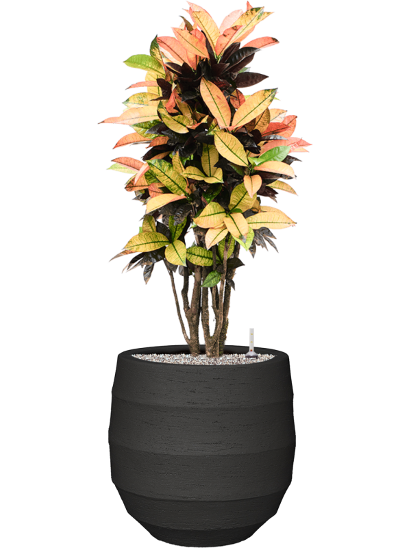 Croton (Codiaeum) variegatum 'Mrs. Iceton' in Bordo Office Plant With Pot 113cm Height 31.5cm Dia