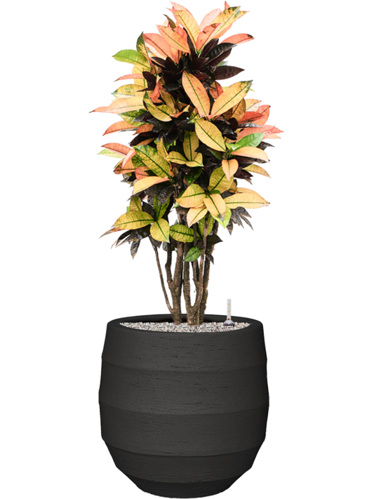 Croton (Codiaeum) variegatum 'Mrs. Iceton' in Bordo Office Plant With Pot 113cm Height 31.5cm Dia