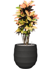 Croton (Codiaeum) variegatum 'Mrs. Iceton' in Bordo Office Plant With Pot 113cm Height 31.5cm Dia