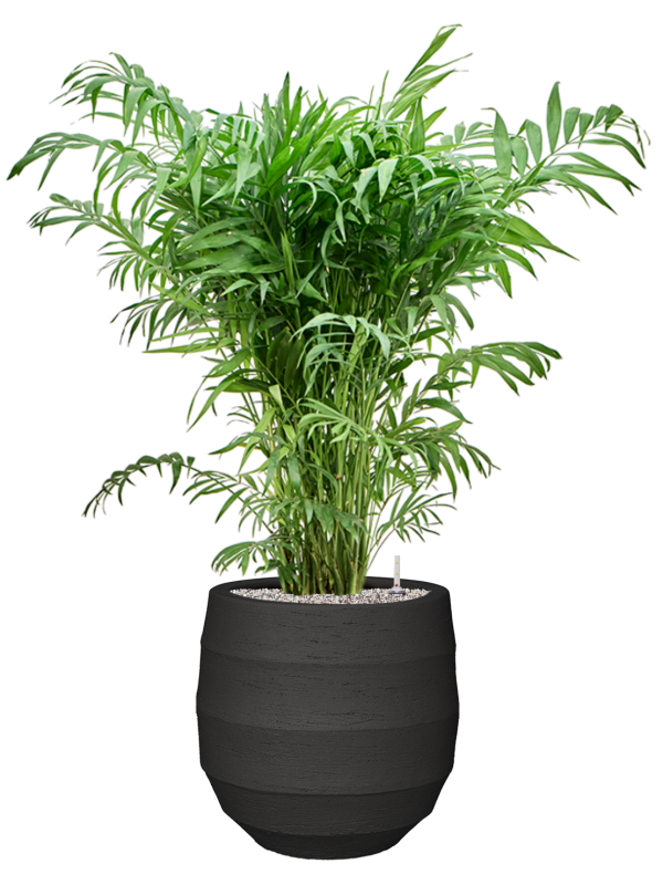 Chamaedorea elegans in Bordo Office Plant With Pot 123cm Height 31.5cm Dia