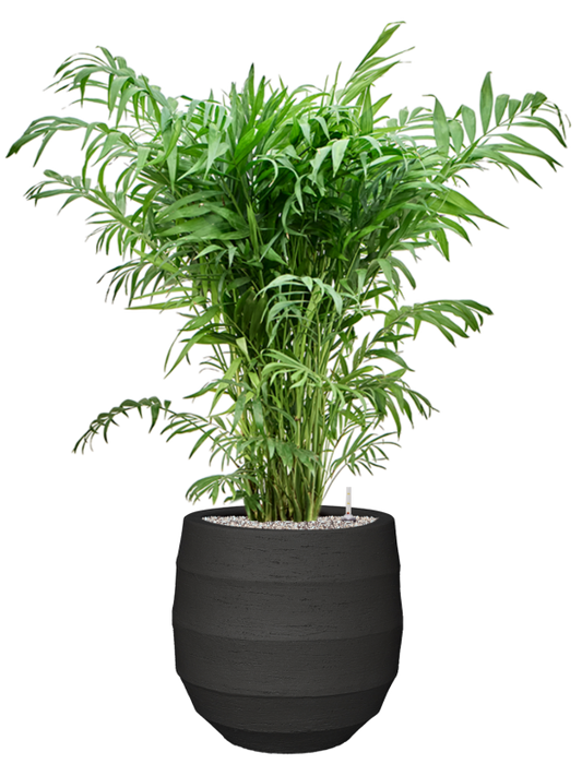 Chamaedorea elegans in Bordo Office Plant With Pot 123cm Height 31.5cm Dia