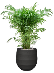 Chamaedorea elegans in Bordo Office Plant With Pot 123cm Height 31.5cm Dia