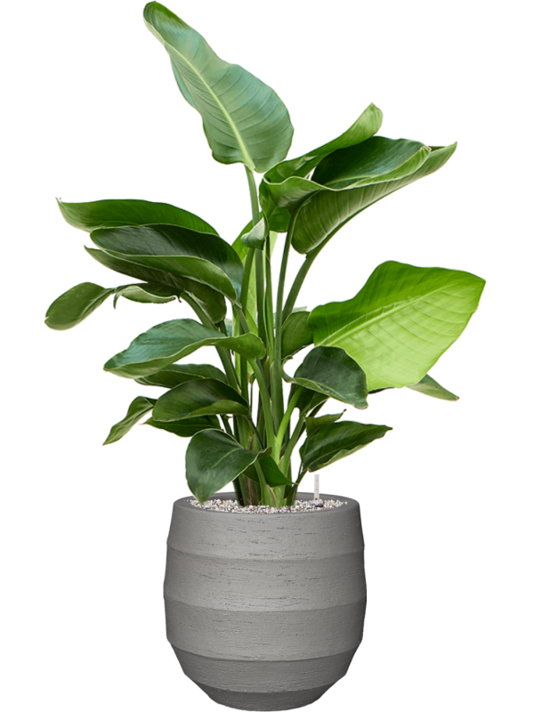 Strelitzia nicolai (60-90) in Bordo Office Plant With Pot 99cm Height 22cm Dia