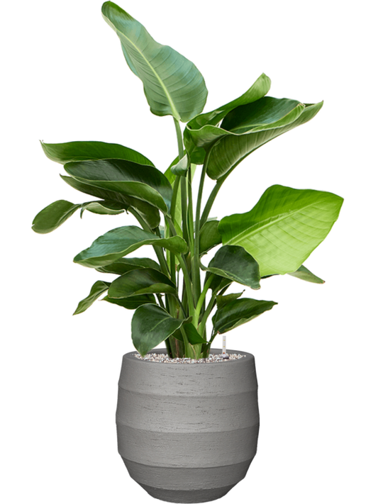 Strelitzia nicolai (60-90) in Bordo Office Plant With Pot 99cm Height 22cm Dia