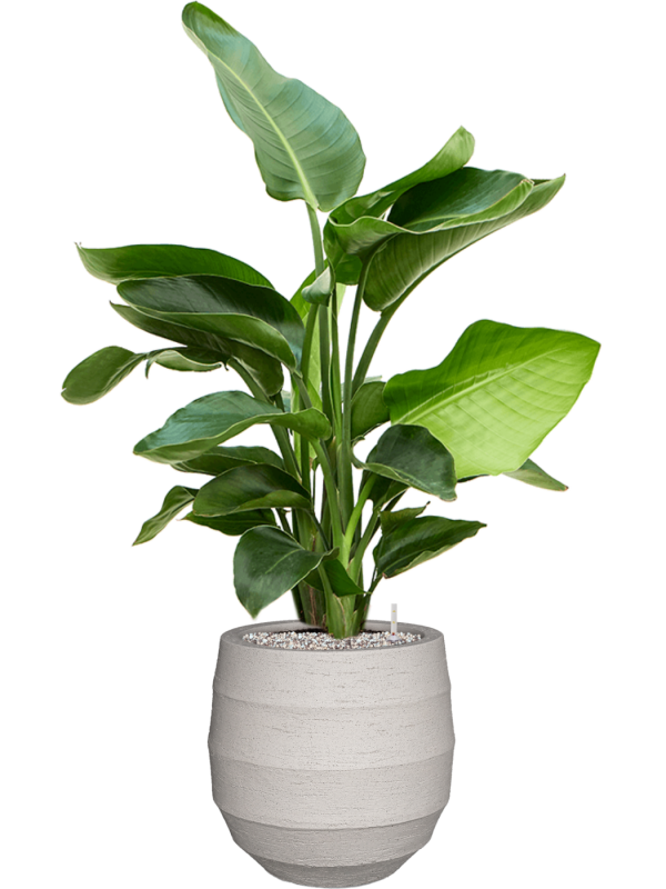 Strelitzia nicolai (60-90) in Bordo Office Plant With Pot 98cm Height 22cm Dia