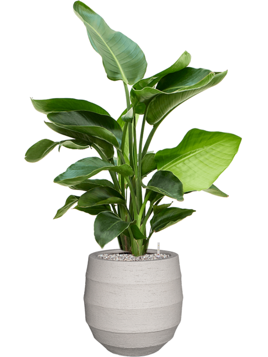 Strelitzia nicolai (60-90) in Bordo Office Plant With Pot 98cm Height 22cm Dia