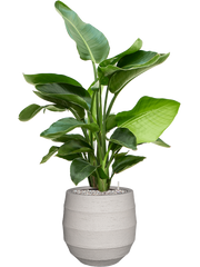 Strelitzia nicolai (60-90) in Bordo Office Plant With Pot 98cm Height 22cm Dia