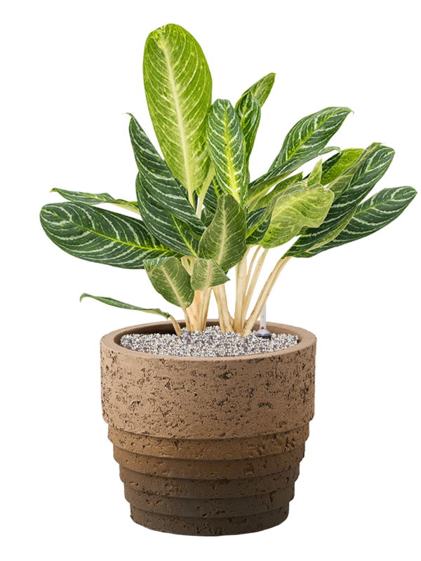 Aglaonema 'Key Lime' in Cinnamon Office Plant With Pot 79cm Height 29cm Dia