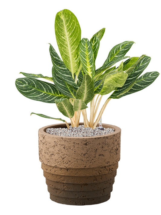 Aglaonema 'Key Lime' in Cinnamon Office Plant With Pot 79cm Height 29cm Dia