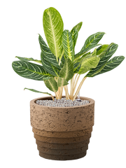 Aglaonema 'Key Lime' in Cinnamon Office Plant With Pot 79cm Height 29cm Dia