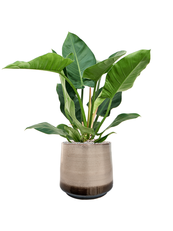 Philodendron 'Imperial Green' in Noaz Office Plant With Pot 85cm Height 28cm Dia