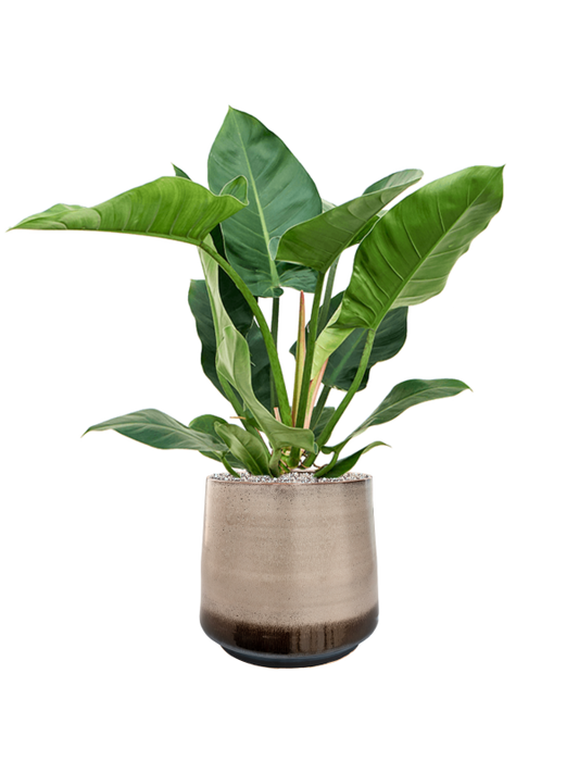 Philodendron 'Imperial Green' in Noaz Office Plant With Pot 85cm Height 28cm Dia