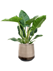 Philodendron 'Imperial Green' in Noaz Office Plant With Pot 85cm Height 28cm Dia