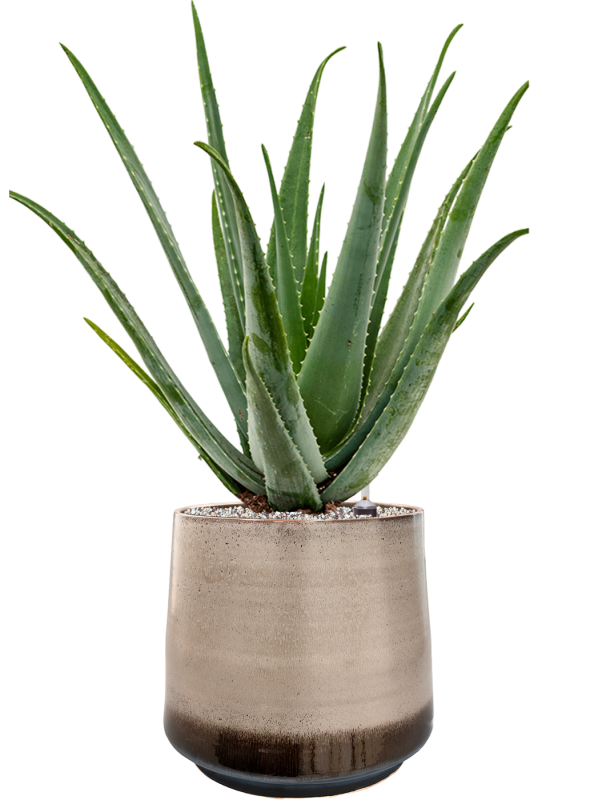 Aloe vera barbadensis in Noaz Office Plant With Pot 81cm Height 28cm Dia