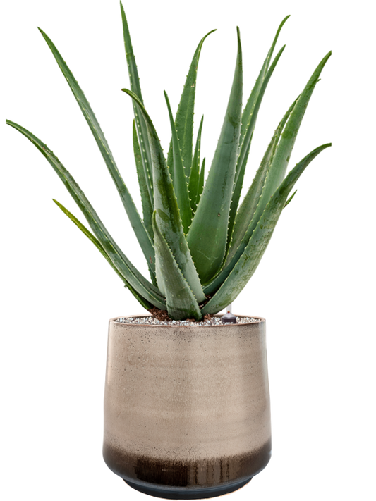 Aloe vera barbadensis in Noaz Office Plant With Pot 81cm Height 28cm Dia