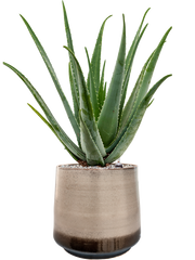 Aloe vera barbadensis in Noaz Office Plant With Pot 81cm Height 28cm Dia