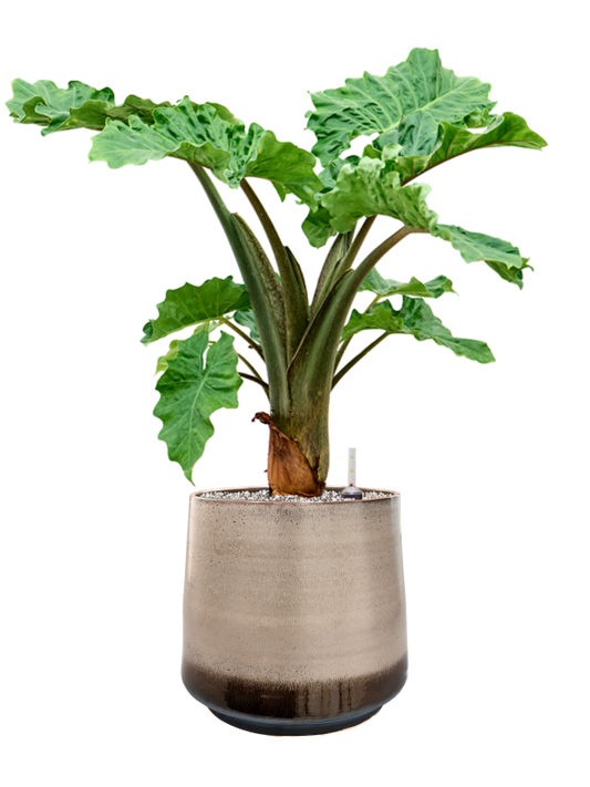 Alocasia 'Low Rider' in Noaz Office Plant With Pot 83cm Height 28cm Dia