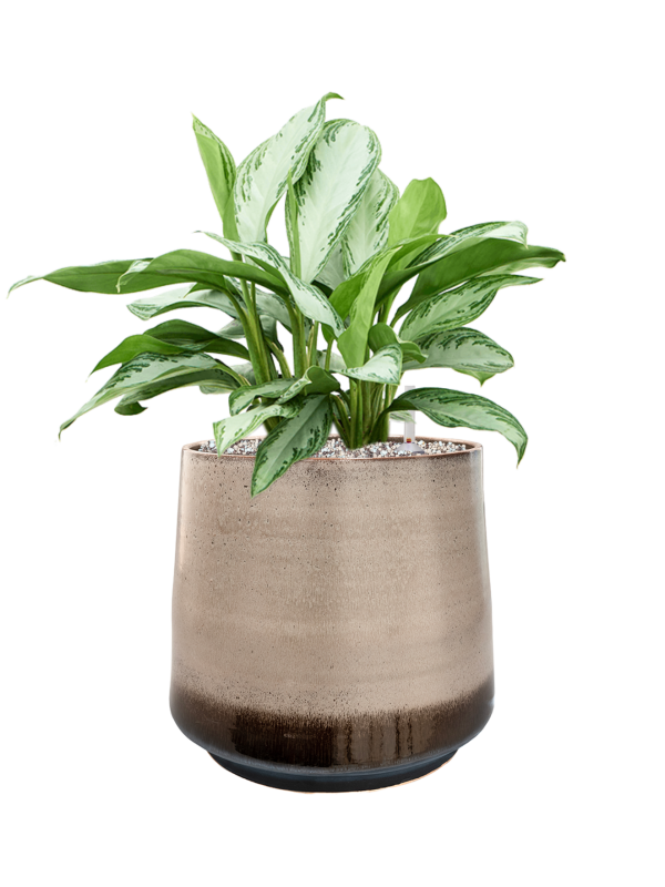 Aglaonema 'Silver Bay' in Noaz Office Plant With Pot 58cm Height 28cm Dia