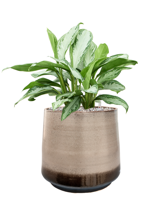 Aglaonema 'Silver Bay' in Noaz Office Plant With Pot 58cm Height 28cm Dia