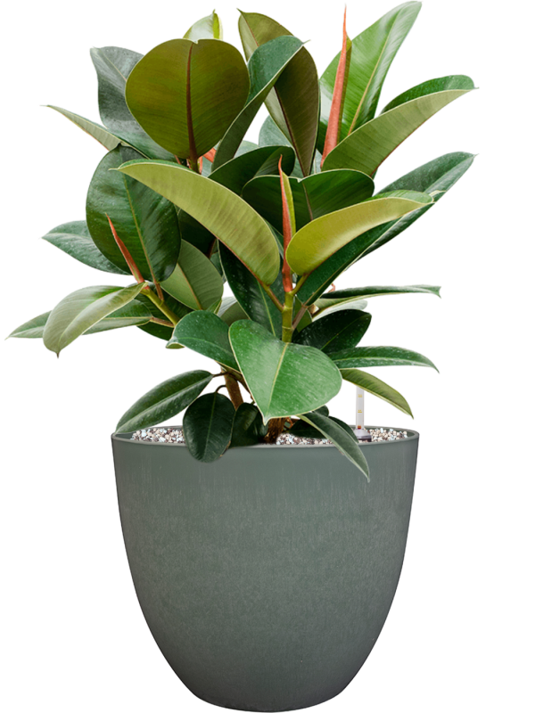 Ficus elastica 'Robusta' in Artstone Office Plant With Pot 59cm Height 27cm Dia