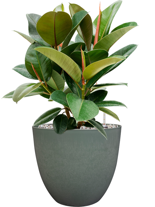 Ficus elastica 'Robusta' in Artstone Office Plant With Pot 59cm Height 27cm Dia