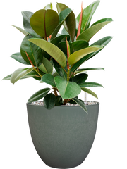 Ficus elastica 'Robusta' in Artstone Office Plant With Pot 59cm Height 27cm Dia