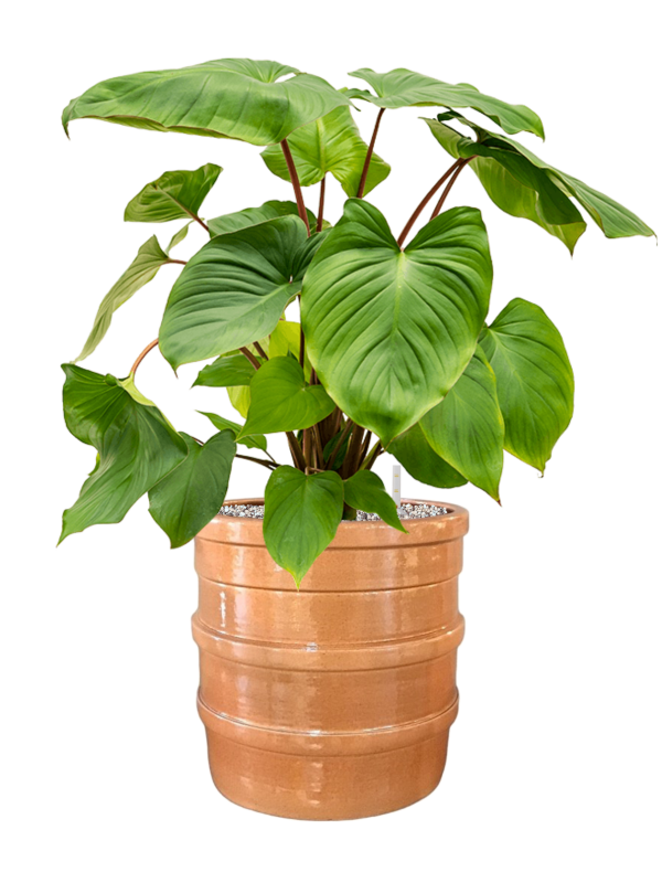 Homalomena rubescens 'Maggy' in Bana Office Plant With Pot 74cm Height 30cm Dia