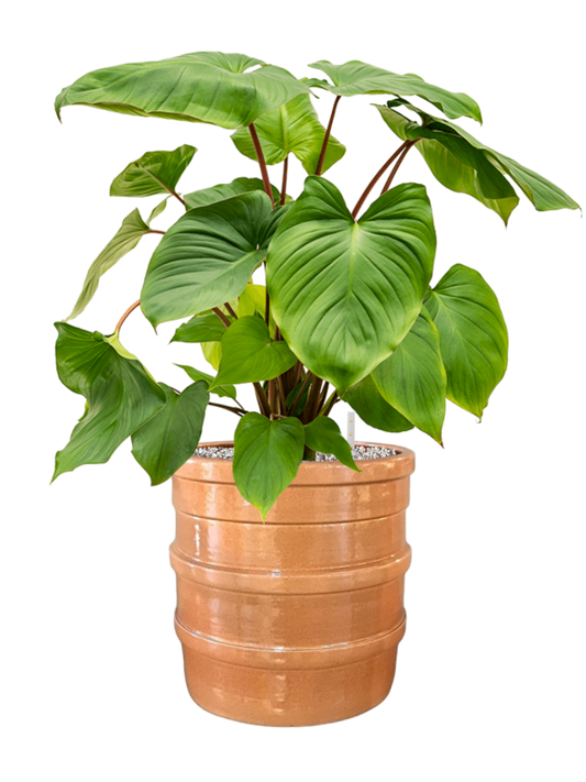 Homalomena rubescens 'Maggy' in Bana Office Plant With Pot 74cm Height 30cm Dia