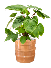 Homalomena rubescens 'Maggy' in Bana Office Plant With Pot 74cm Height 30cm Dia