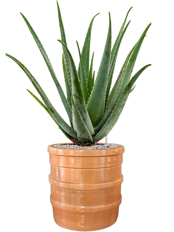 Aloe vera barbadensis in Bana Office Plant With Pot 82cm Height 30cm Dia