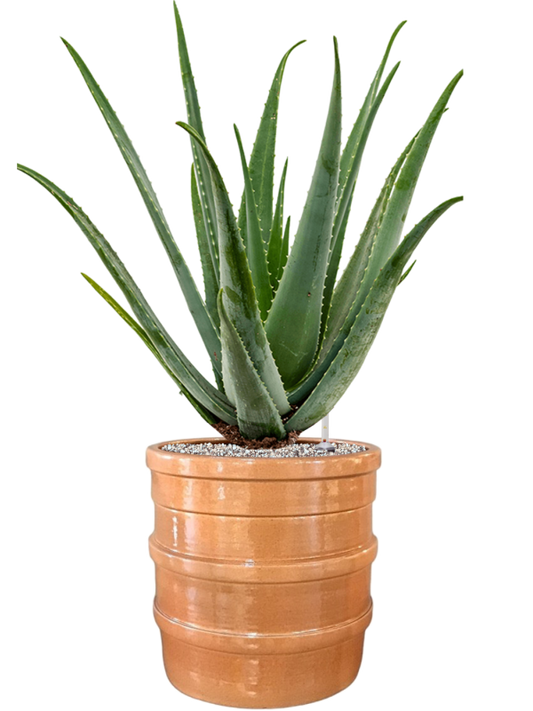 Aloe vera barbadensis in Bana Office Plant With Pot 82cm Height 30cm Dia