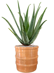 Aloe vera barbadensis in Bana Office Plant With Pot 82cm Height 30cm Dia