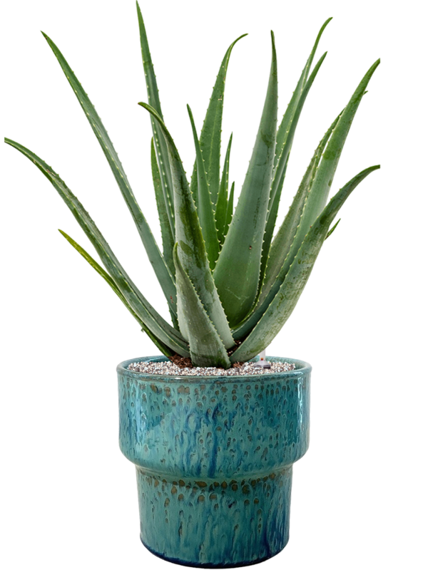 Aloe vera barbadensis in Splanky Office Plant With Pot 80cm Height 30cm Dia