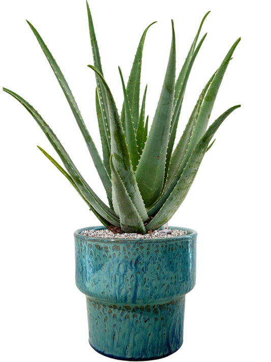 Aloe vera barbadensis in Splanky Office Plant With Pot 80cm Height 30cm Dia