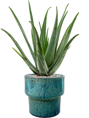 Aloe vera barbadensis in Splanky Office Plant With Pot 80cm Height 30cm Dia