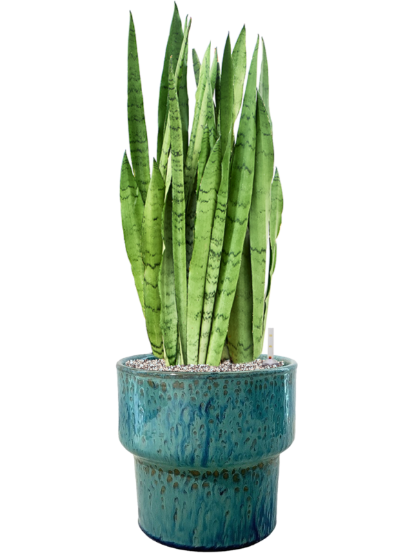 Sansevieria trifasciata 'Silver Mist' in Splanky Office Plant With Pot 82cm Height 30cm Dia