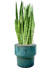 Sansevieria trifasciata 'Silver Mist' in Splanky Office Plant With Pot 82cm Height 30cm Dia