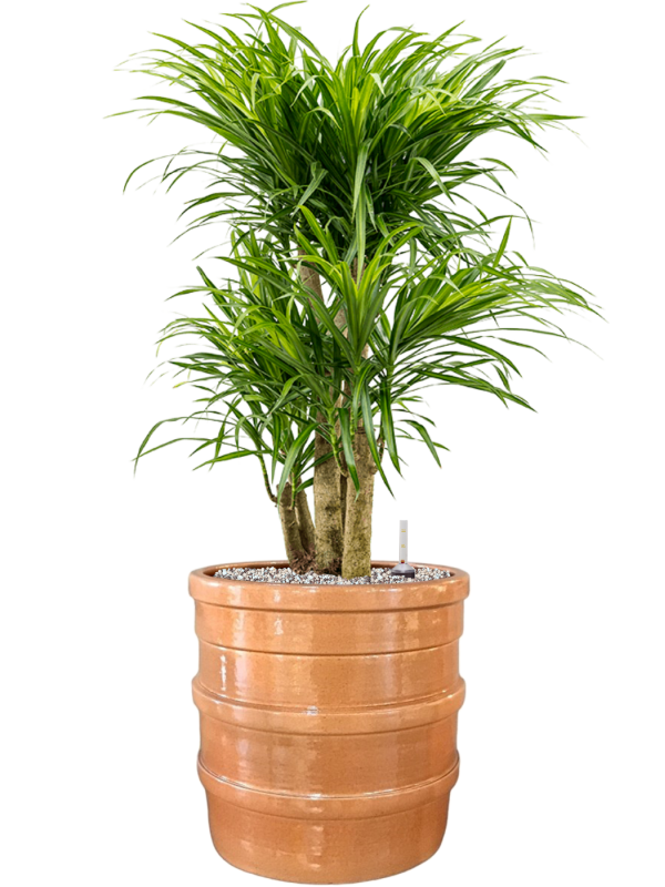 Pleomele (Dracaena) 'Anita Variegata' in Bana Office Plant With Pot 86cm Height 30cm Dia