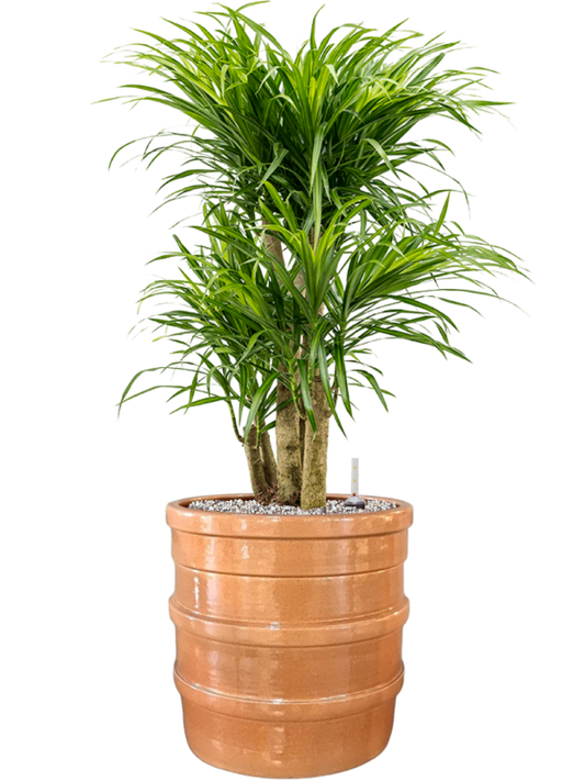 Pleomele (Dracaena) 'Anita Variegata' in Bana Office Plant With Pot 86cm Height 30cm Dia