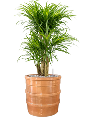 Pleomele (Dracaena) 'Anita Variegata' in Bana Office Plant With Pot 86cm Height 30cm Dia