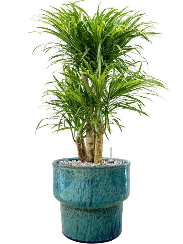 Pleomele (Dracaena) 'Anita Variegata' in Splanky Office Plant With Pot 84cm Height 30cm Dia